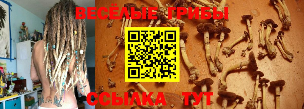 Псилоцибиновые грибы Psilocybe  Вход с VPN  Псилоцибиновые грибы прущие грибы  Кумертау 